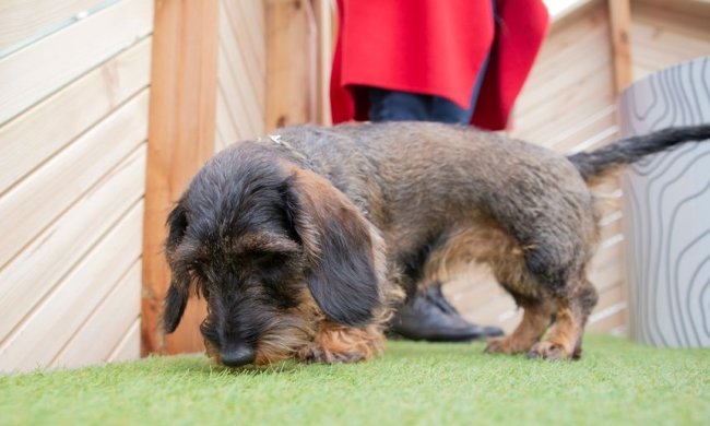 В аэропорту Хельсинки сделали уникальный туалет для животных, фото - Petteri Juuti / Yle