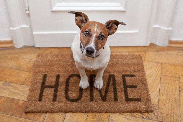 ТОП-5 способов повеселить вашу собаку дома пока вы работаете
