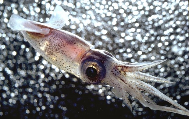 Ученым удалось запечатлеть на видео кальмара-гиганта: кадры с глубины