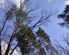 Весна, погода. Фото Стіни