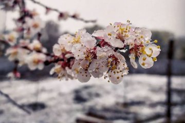 Цветы в снегу. Фото: facebook