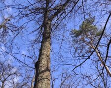 Зима відступає, +10° у грудні, тумани й антициклон: Україну накриває аномально тепла погода