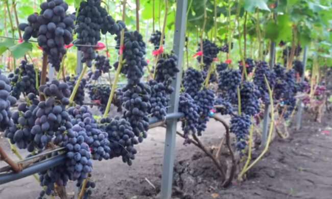Виноград. Фото: youtube.com