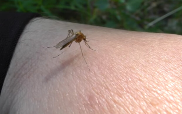 Укус комара. Фото: youtube.com