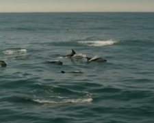 Дельфины в Азовском море, фото: скриншот YouTube