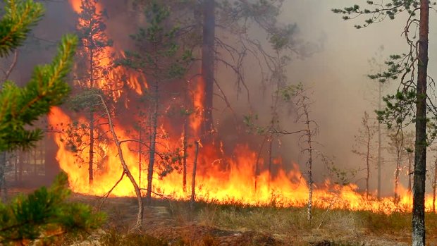 Появилось видео масштабных пожаров в Сибири