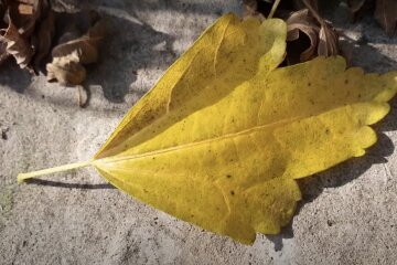 Природа. Фото: YouTube, скрін