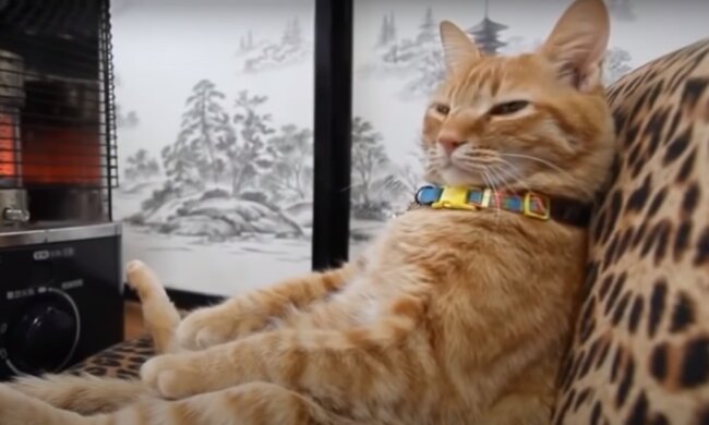 В Украине обяжут регистрировать животных. Фото: YouTube, скрин