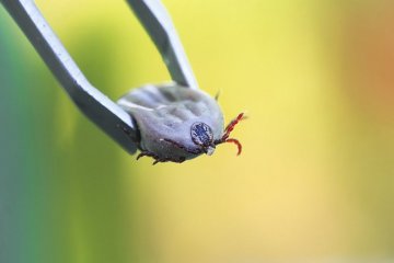 Что делать, если укусил клещ: 5 опасных мифов