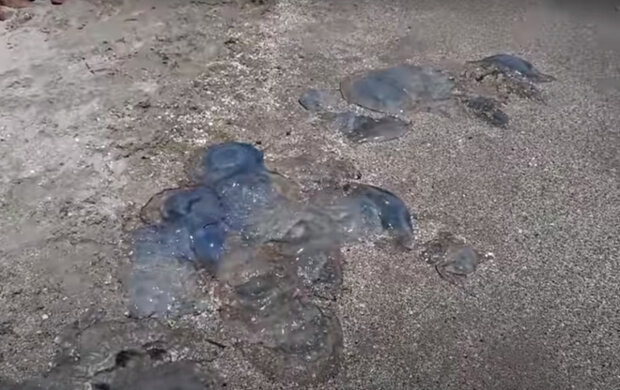Нашествие медуз. Фото: скриншот YouTube-видео.