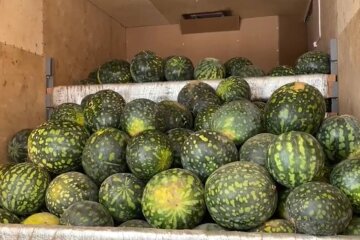 Українські кавуни. Фото: скріншот Youtube-відео