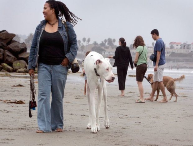 В США зафиксировали самую большую собаку — весит почти 90 кг