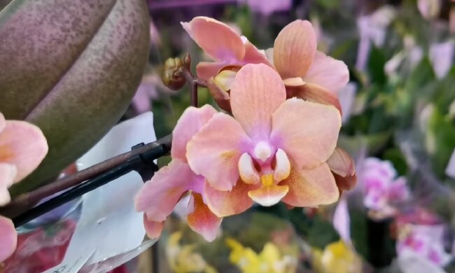 Орхідея. Фото: YouTube