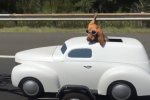 Китаец перевозил собаку на крыше: полиция негодует. Фото: скриншот YouTube