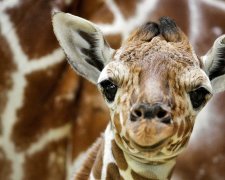 Жираф в ботинках: как лечат новорожденного малыша