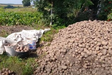 Картопля. Фото: скріншот YouTube-відео