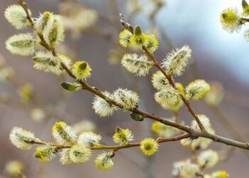 Погода, похолодання, весна. Фото: Telegram