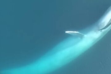 Синій кит. Фото: youtube.com