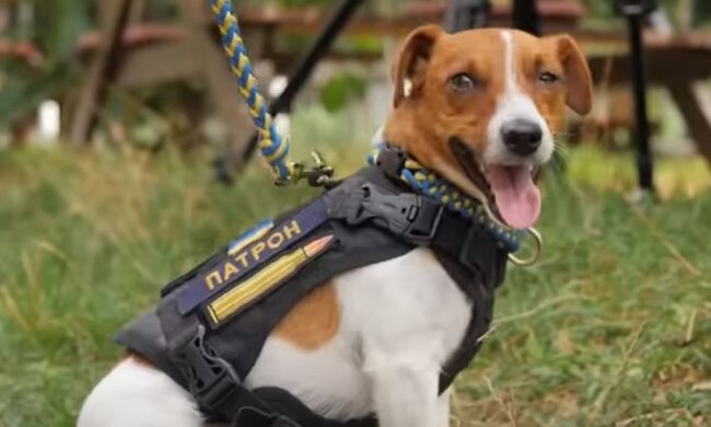 Пес Патрон. Фото: скріншот YouTube-відео