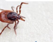 В МОЗ бьють тривогу: через навалу кліщів - що потрібно знати, як вберегти дітей