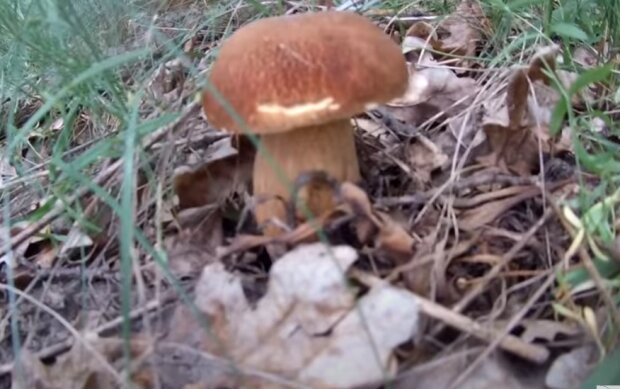 Сбор грибов. Фото: YouTube, скрин