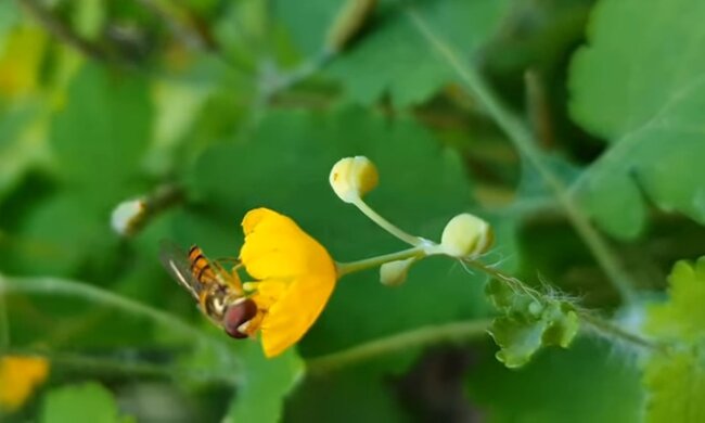 Природа. Фото: скриншот YouTube-видео