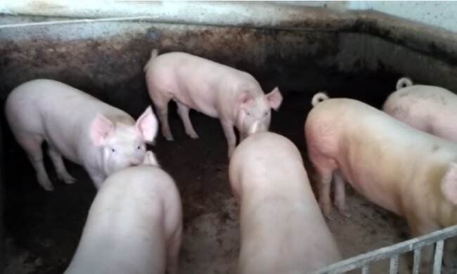 Свиньи: Скриншот YouTube
