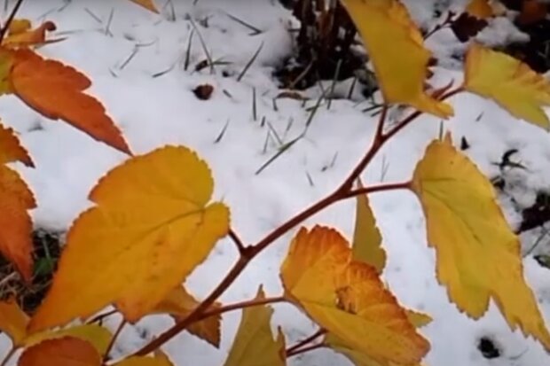 Пізня осінь. Фото: скріншот YouTube-відео