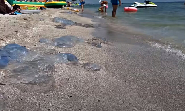 Нашестя медуз. Фото: скріншот YouTube-відео.