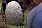 Яйцо динозавра. Фото: скриншот Youtube-видео