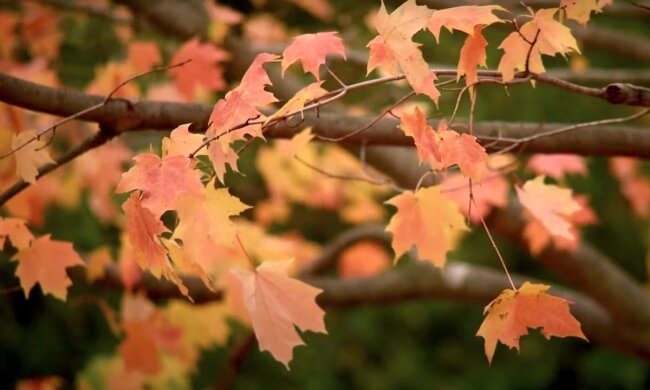 Осінь. Фото: YouTube, скрін