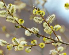 Погода, похолодання, весна. Фото: Telegram