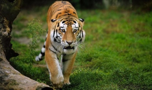 В России тигр убежал от хозяина и прогулялся про проезжей части: опубликовано невероятное видео