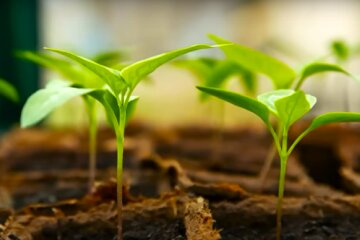 Розсада. Фото: YouTube