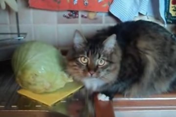 Коты едят не только мясо. Фото: youtube