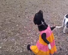Танец девочки с собакой набирает популярность. Фото: скриншот YouTube