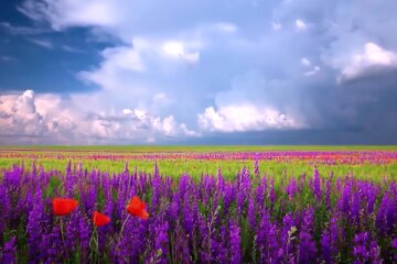 Квітуче поле. Фото: скріншот YouTube-відео