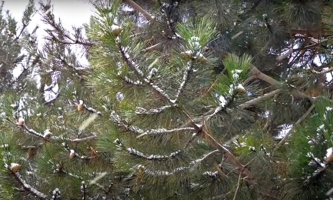 Погода в Украине. Фото: скриншот Youtube-видео