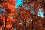 Природа. Фото: YouTube, скрін