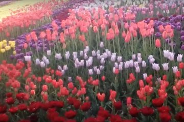 Выставка тюльпанов на Певческом поле. Фото: скриншот YouTube