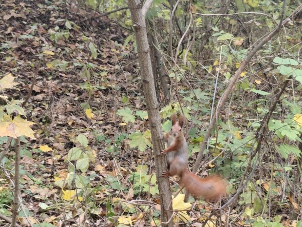 До +18 та трохи дощів: синоптик Діденко попередила про погоду на завтра
