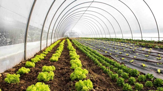 Аграрии, теплица, фермеры, бизнес. Фото: Telegram