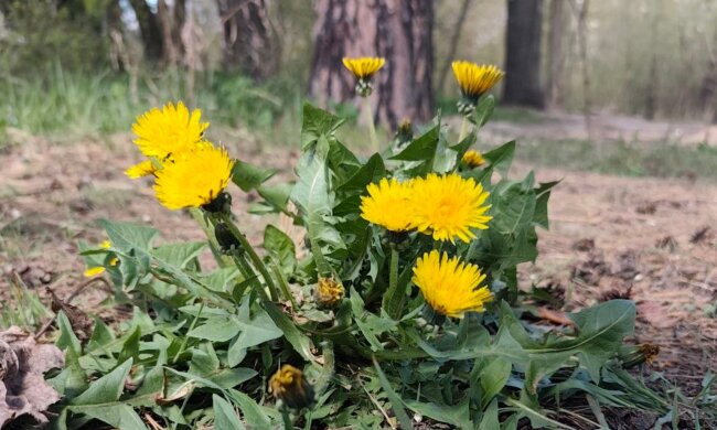 Сначала +8, потом до +22: Диденко предупредила о резком скачке температуры в Украине