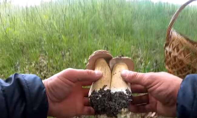Белые грибы. Фото: скриншот YouTube