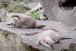 Выдры. Фото: скриншот YouTube.
