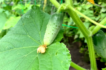 Как добиться хорошего урожая огурцов. Фото: YouTube