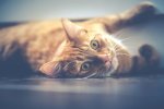 Домашняя еда оказалась опасна для кошек