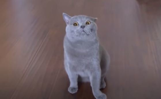 Кот. Фото: скриншот YouTube.
