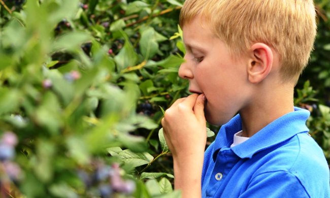 Как не оказаться на больничной койке с отравлением: топ запрещенных продуктов