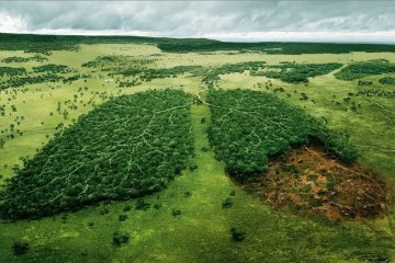 Деревья - источник кислорода